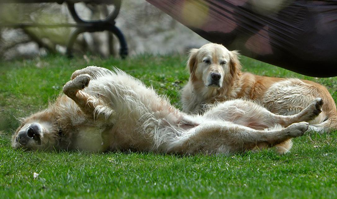 what is 16 in dog years